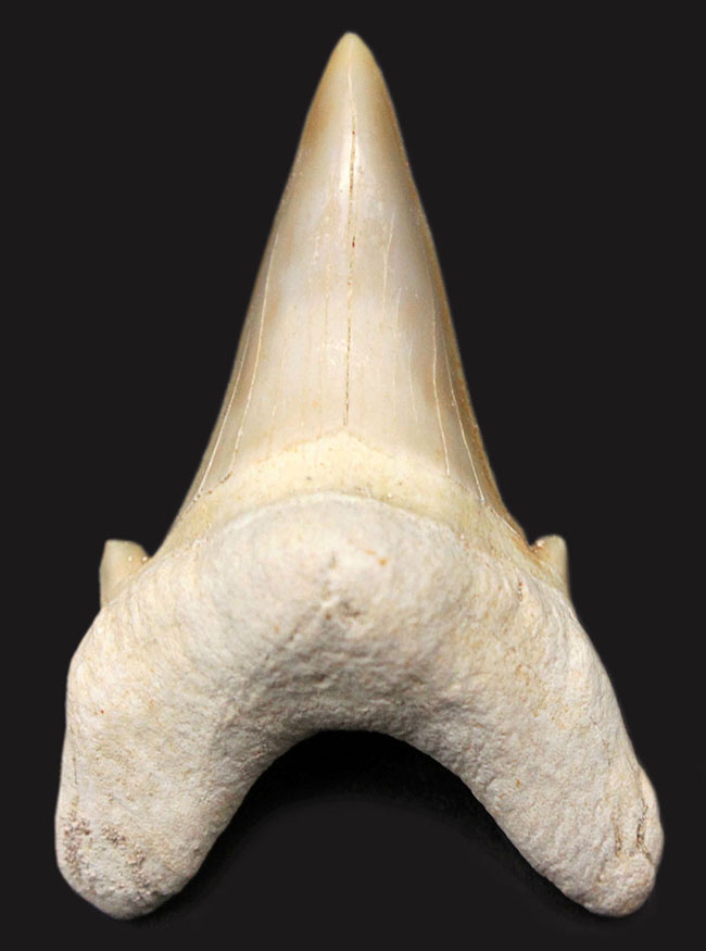 極めて上質!古代肉食ザメ、オトダス(Otodus obliquus)の歯化石。プレゼントにいかがでしょうか。(その1)