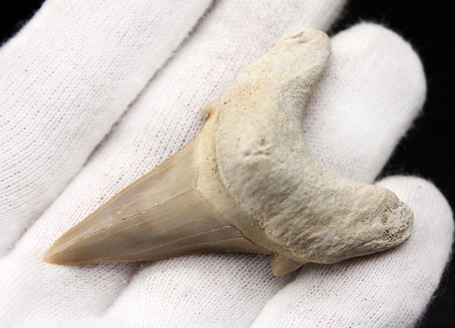 極めて上質!古代肉食ザメ、オトダス(Otodus obliquus)の歯化石。プレゼントにいかがでしょうか。(その3)