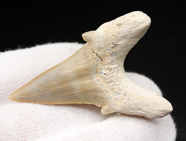 極めて上質！古代肉食ザメ、オトダス（Otodus obliquus）の歯化石。プレゼントにいかがでしょうか。（その4）