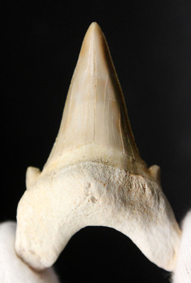 極めて上質!古代肉食ザメ、オトダス(Otodus obliquus)の歯化石。プレゼントにいかがでしょうか。(その5)