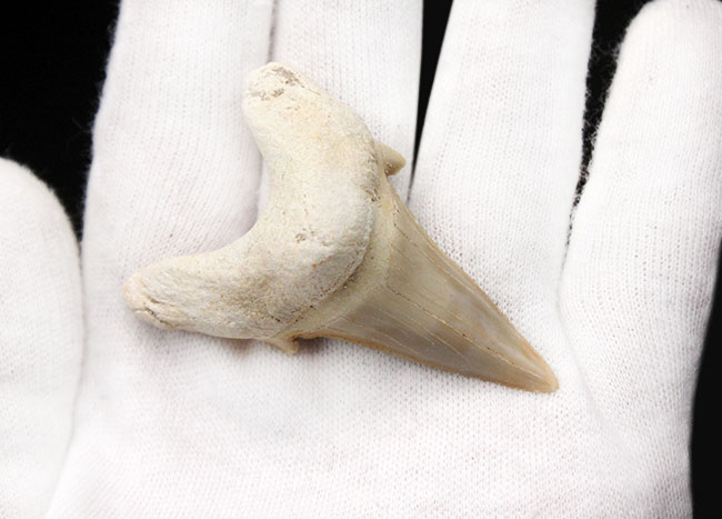 極めて上質!古代肉食ザメ、オトダス(Otodus obliquus)の歯化石。プレゼントにいかがでしょうか。(その6)