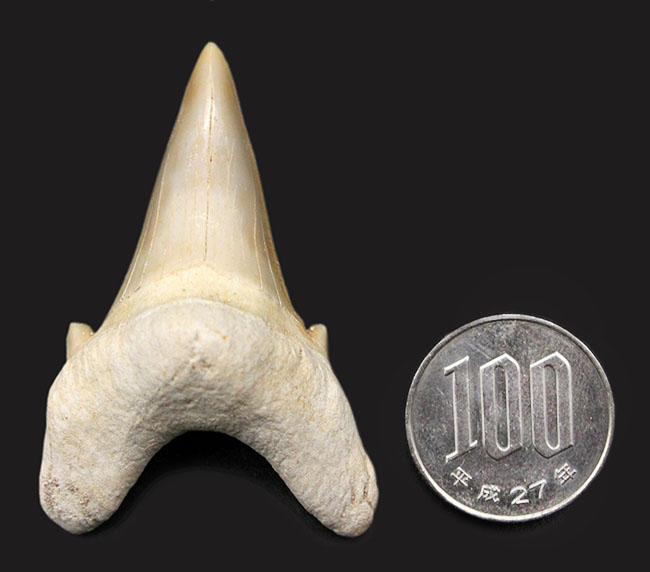 極めて上質!古代肉食ザメ、オトダス(Otodus obliquus)の歯化石。プレゼントにいかがでしょうか。(その7)