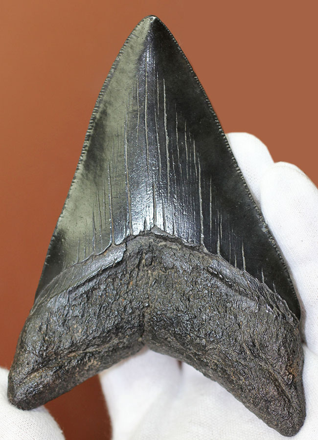 コレクデョングレード、分厚い（２６ミリ）、重い。メガロドンの歯化石（Carcharocles megalodon）