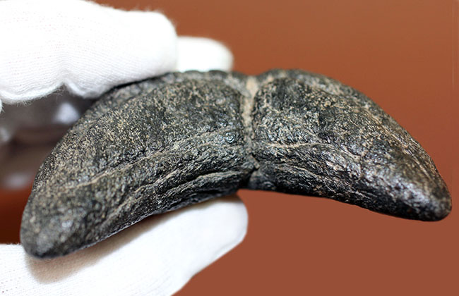 コレクデョングレード、分厚い（２６ミリ）、重い。メガロドンの歯化石（Carcharocles megalodon）（その10）