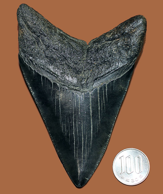 コレクデョングレード、分厚い（２６ミリ）、重い。メガロドンの歯化石（Carcharocles megalodon）（その15）