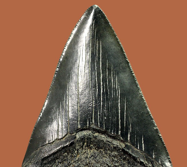 コレクデョングレード、分厚い（２６ミリ）、重い。メガロドンの歯化石（Carcharocles megalodon）（その3）