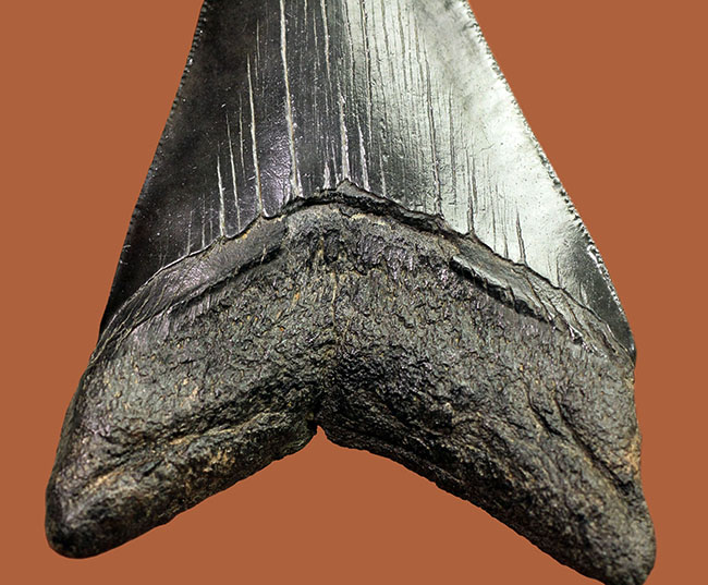 コレクデョングレード、分厚い（２６ミリ）、重い。メガロドンの歯化石（Carcharocles megalodon）（その4）