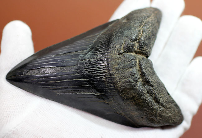 コレクデョングレード、分厚い（２６ミリ）、重い。メガロドンの歯化石（Carcharocles megalodon）（その7）