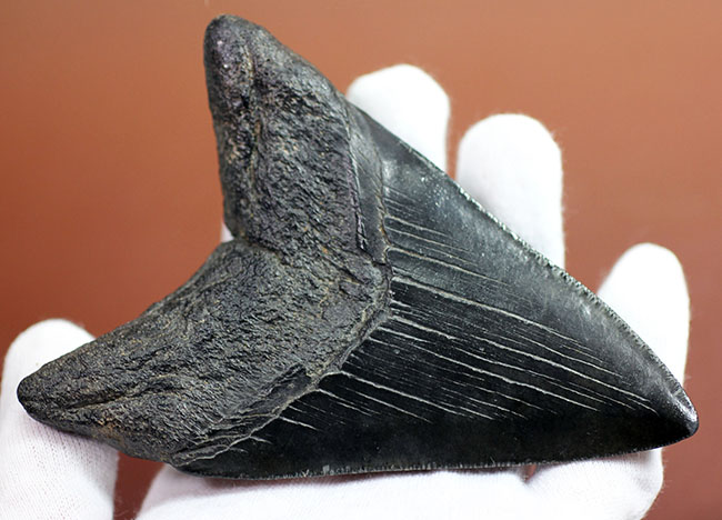 コレクデョングレード、分厚い（２６ミリ）、重い。メガロドンの歯化石（Carcharocles megalodon）（その9）