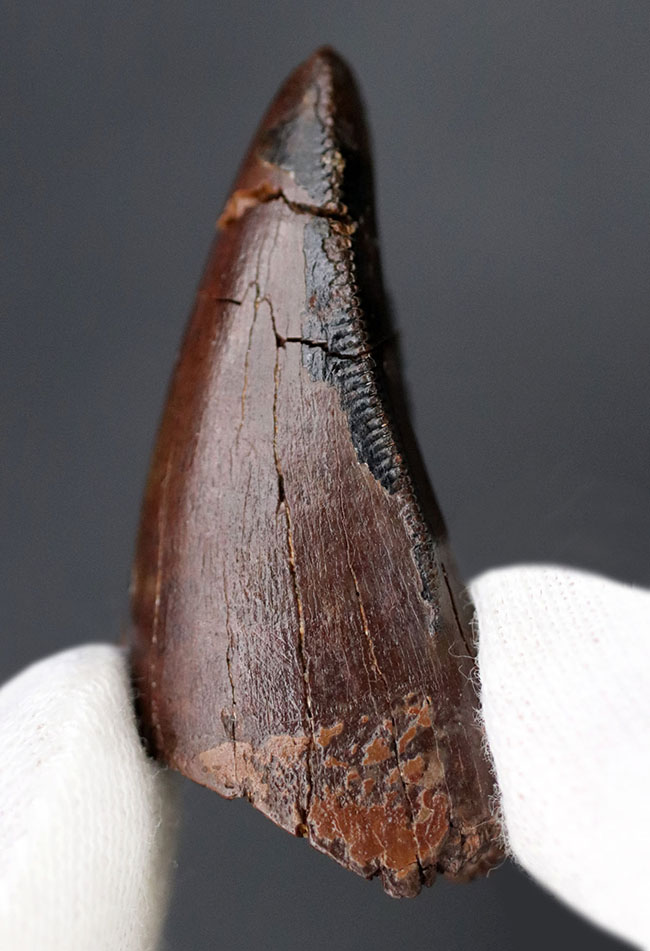 極めて希少!ナチュラルであり、かつ前上顎骨歯でもある、ティラノサウルス・レックス(Tyrannosaurus rex)の歯化石(その1)