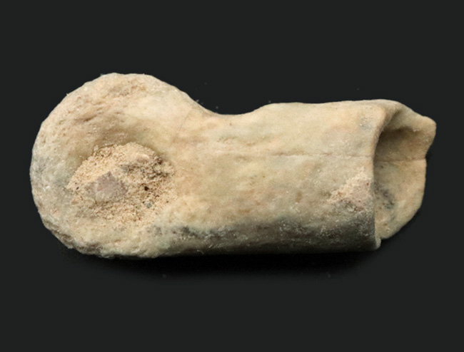 ベリーレア、オールドコレクション！極めて希少なモンゴル・バイン・ザク・ジャドフタフォーメーション産のコンコラプトル（Conchoraptor）の指骨の化石（その1）