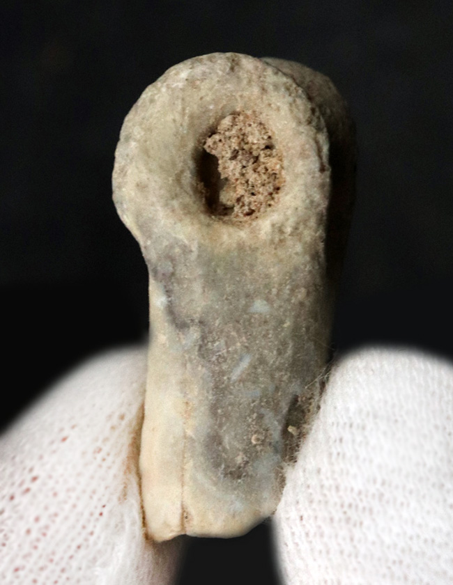 ベリーレア、オールドコレクション！極めて希少なモンゴル・バイン・ザク・ジャドフタフォーメーション産のコンコラプトル（Conchoraptor）の指骨の化石（その2）