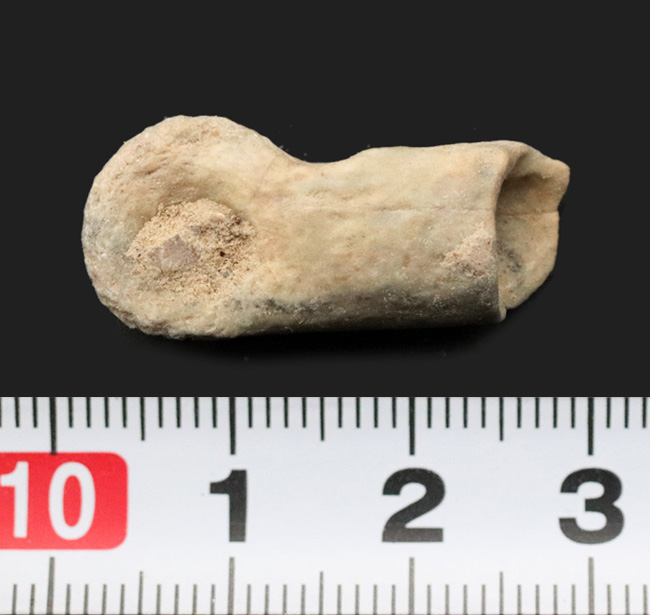 ベリーレア、オールドコレクション！極めて希少なモンゴル・バイン・ザク・ジャドフタフォーメーション産のコンコラプトル（Conchoraptor）の指骨の化石（その7）