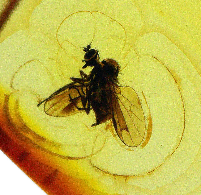 透明度極めて高し！４０００万年前のネジレオバエ亜科の虫を内包したバルト海産琥珀（Amber）（その1）