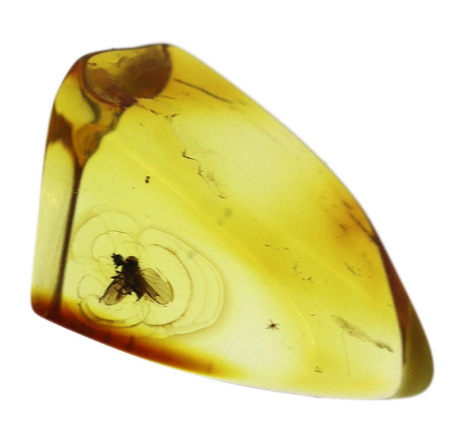 透明度極めて高し！４０００万年前のネジレオバエ亜科の虫を内包したバルト海産琥珀（Amber）（その2）
