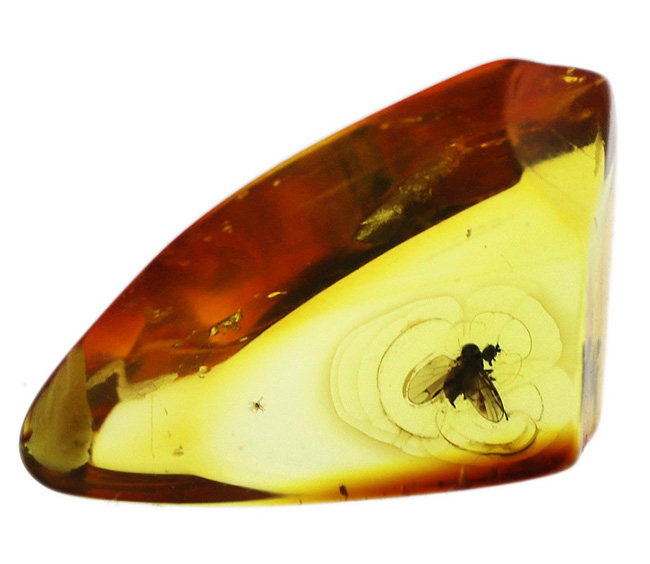 透明度極めて高し！４０００万年前のネジレオバエ亜科の虫を内包したバルト海産琥珀（Amber）（その3）