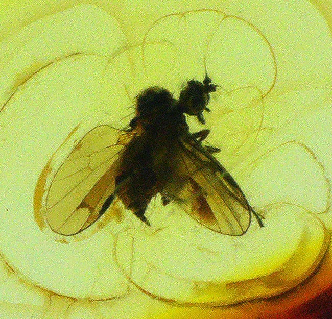 透明度極めて高し！４０００万年前のネジレオバエ亜科の虫を内包したバルト海産琥珀（Amber）（その4）