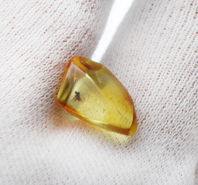 透明度極めて高し！４０００万年前のネジレオバエ亜科の虫を内包したバルト海産琥珀（Amber）（その5）