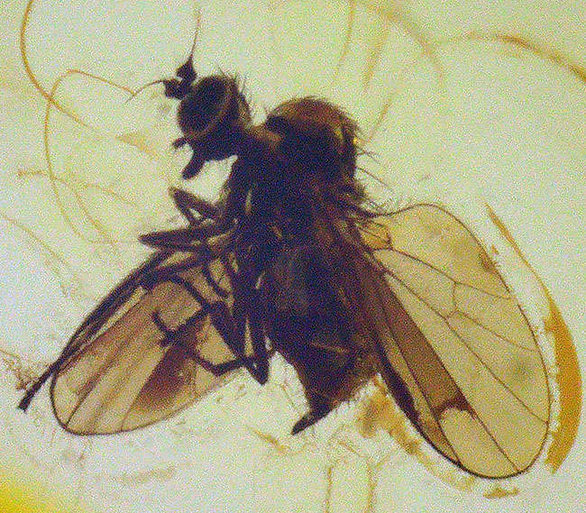 透明度極めて高し！４０００万年前のネジレオバエ亜科の虫を内包したバルト海産琥珀（Amber）（その7）