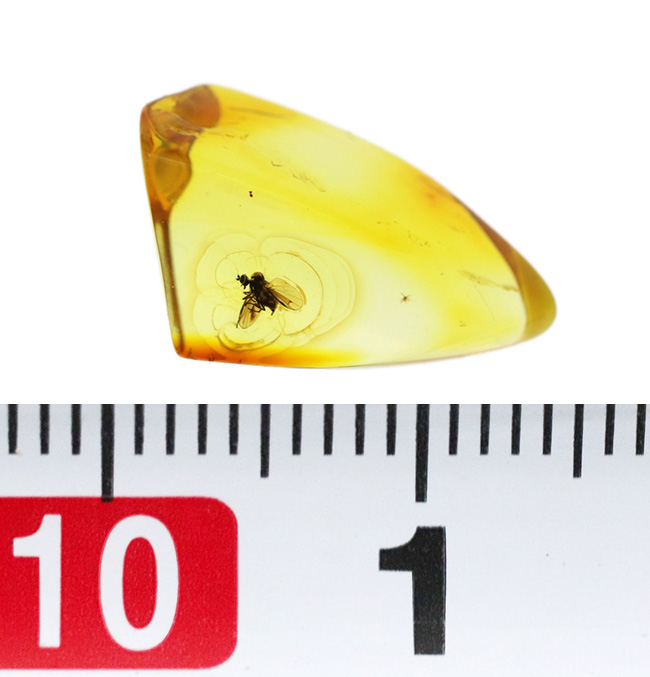 透明度極めて高し！４０００万年前のネジレオバエ亜科の虫を内包したバルト海産琥珀（Amber）（その8）