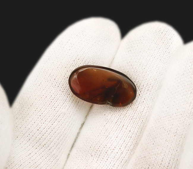 迫力あり!非常に大きな虫の羽が内包された、約1億年前の琥珀、バーマイト(Burmite)(その7)
