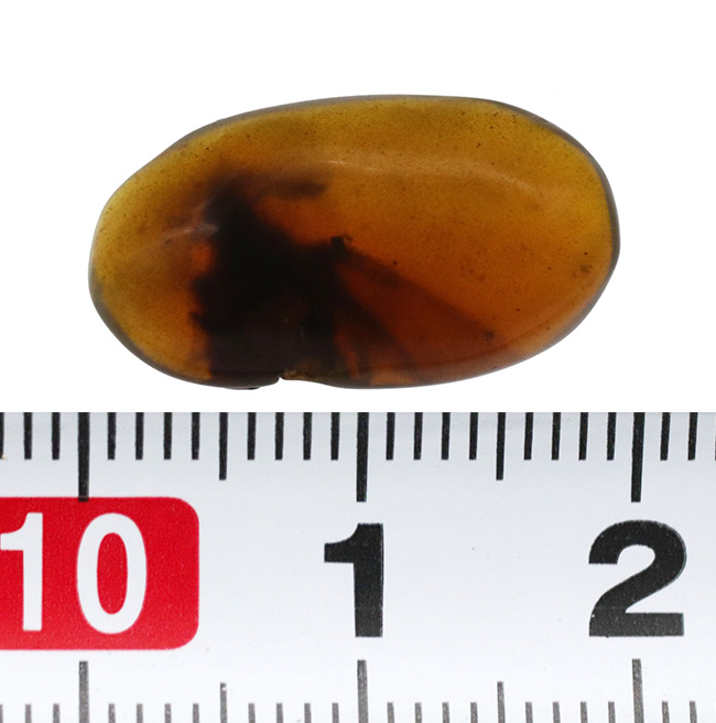 迫力あり!非常に大きな虫の羽が内包された、約1億年前の琥珀、バーマイト(Burmite)(その8)