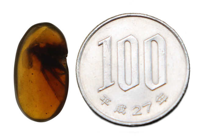 迫力あり!非常に大きな虫の羽が内包された、約1億年前の琥珀、バーマイト(Burmite)(その9)