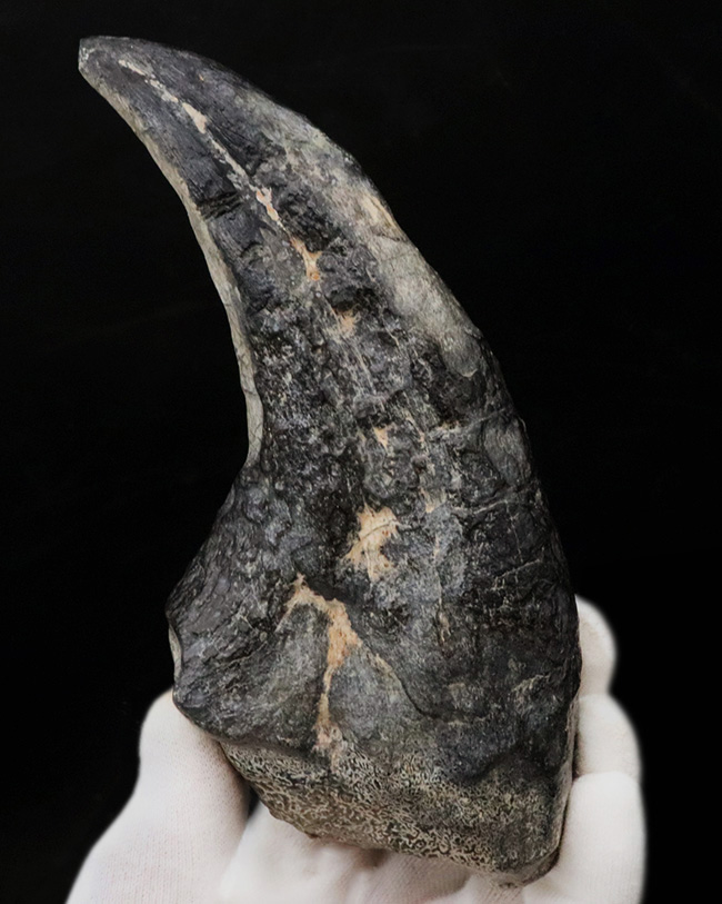１５年の社史に残る、最強のコレクションの一つと断言いたします。アフリカの狩人ことアフロヴェナトル（Afrovenator）のモンスターサイズの後肢の爪化石（その1）