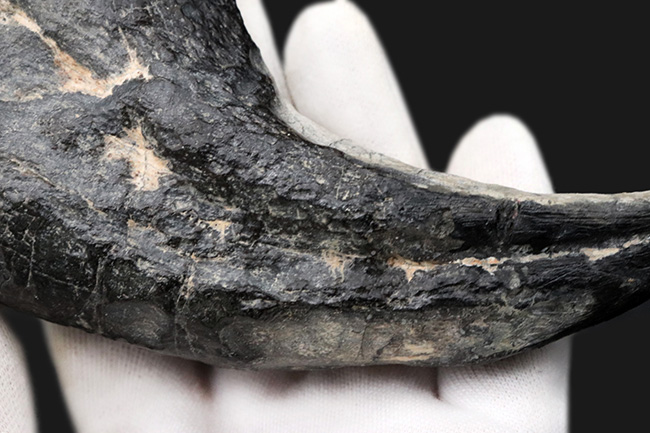 １５年の社史に残る、最強のコレクションの一つと断言いたします。アフリカの狩人ことアフロヴェナトル（Afrovenator）のモンスターサイズの後肢の爪化石（その11）