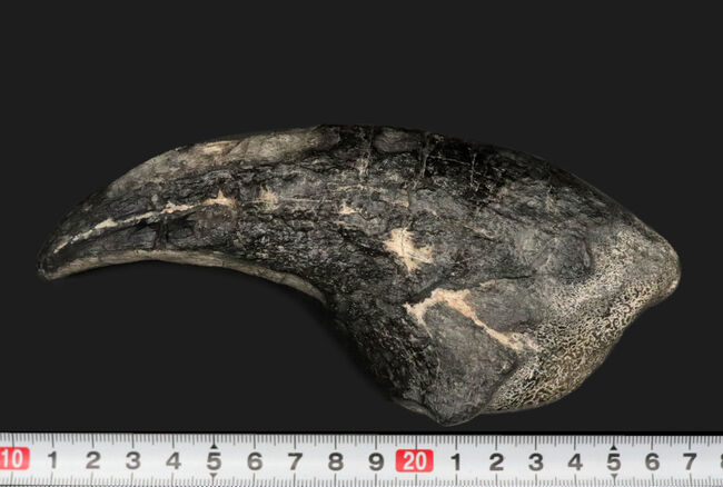 １５年の社史に残る、最強のコレクションの一つと断言いたします。アフリカの狩人ことアフロヴェナトル（Afrovenator）のモンスターサイズの後肢の爪化石（その13）