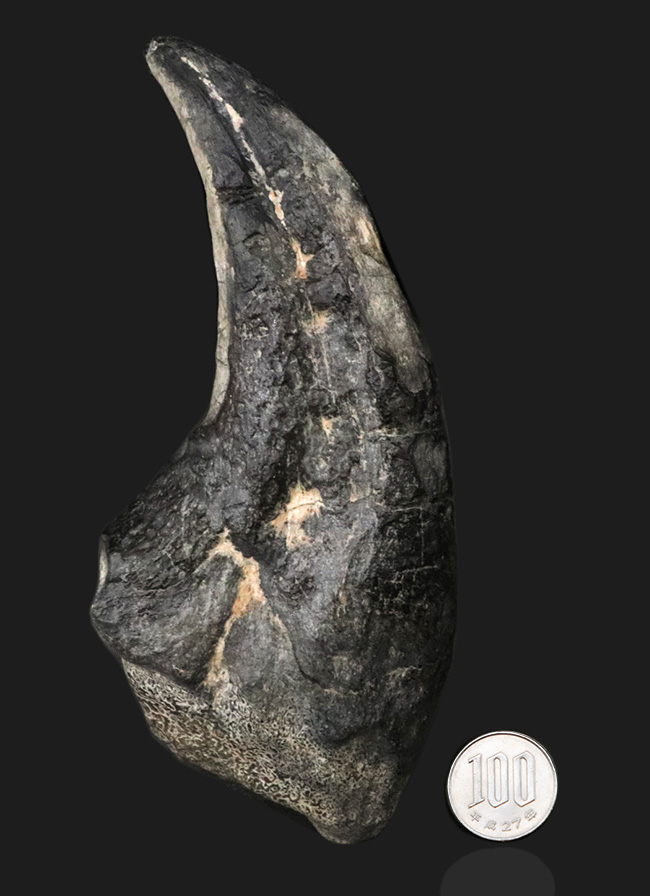 １５年の社史に残る、最強のコレクションの一つと断言いたします。アフリカの狩人ことアフロヴェナトル（Afrovenator）のモンスターサイズの後肢の爪化石（その14）