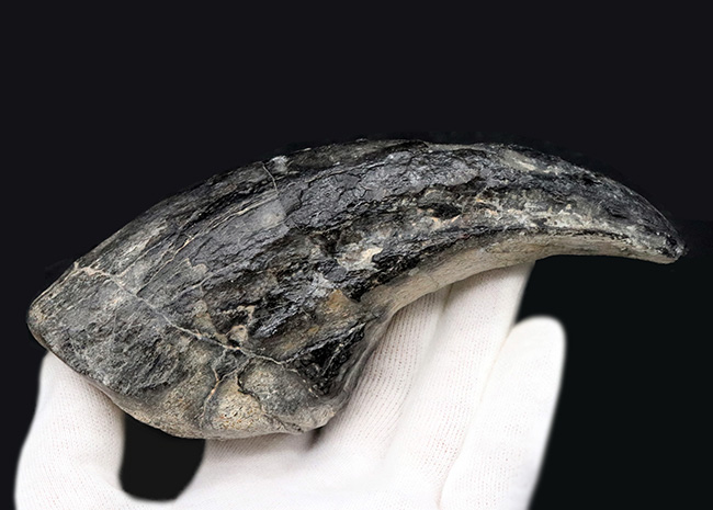 １５年の社史に残る、最強のコレクションの一つと断言いたします。アフリカの狩人ことアフロヴェナトル（Afrovenator）のモンスターサイズの後肢の爪化石（その2）