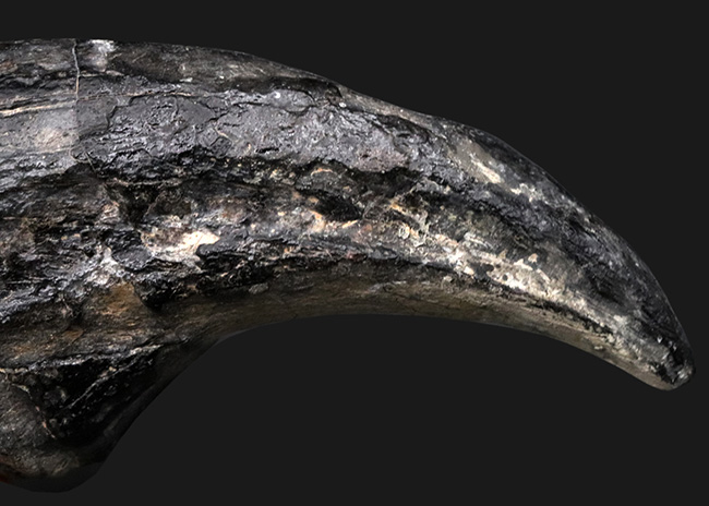 １５年の社史に残る、最強のコレクションの一つと断言いたします。アフリカの狩人ことアフロヴェナトル（Afrovenator）のモンスターサイズの後肢の爪化石（その3）