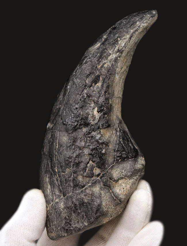 １５年の社史に残る、最強のコレクションの一つと断言いたします。アフリカの狩人ことアフロヴェナトル（Afrovenator）のモンスターサイズの後肢の爪化石（その4）