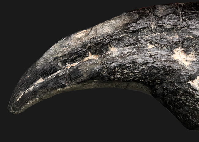 １５年の社史に残る、最強のコレクションの一つと断言いたします。アフリカの狩人ことアフロヴェナトル（Afrovenator）のモンスターサイズの後肢の爪化石（その6）