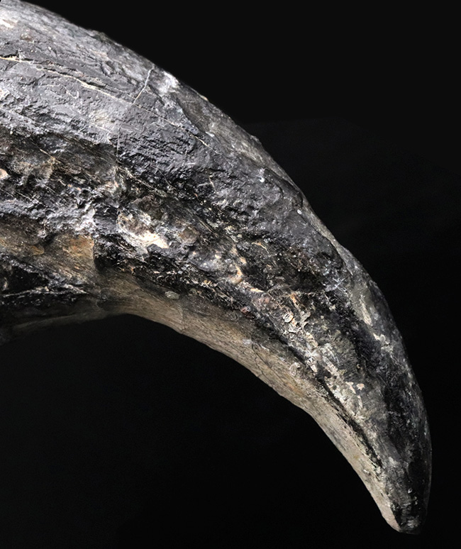 １５年の社史に残る、最強のコレクションの一つと断言いたします。アフリカの狩人ことアフロヴェナトル（Afrovenator）のモンスターサイズの後肢の爪化石（その9）