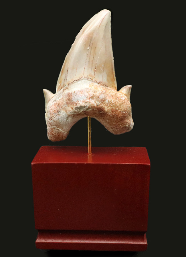 およそ５０００万年前の海の王者、古代の肉食ザメ、ラムナ（Lamna）の歯化石。木製台座付き（その1）