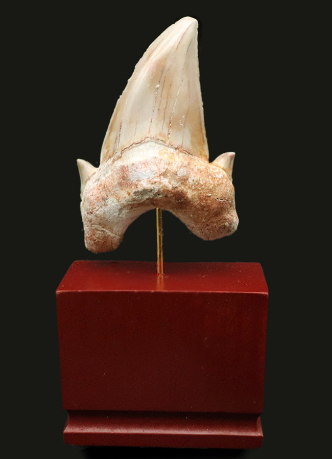 およそ5000万年前の海の王者、古代の肉食ザメ、ラムナ(Lamna)の歯化石。木製台座付き(その1)