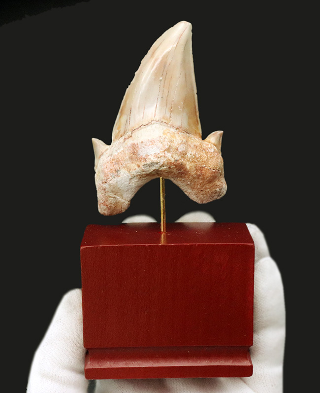 およそ5000万年前の海の王者、古代の肉食ザメ、ラムナ(Lamna)の歯化石。木製台座付き(その2)