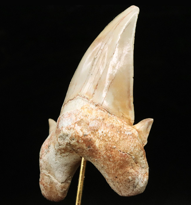 およそ5000万年前の海の王者、古代の肉食ザメ、ラムナ(Lamna)の歯化石。木製台座付き(その3)