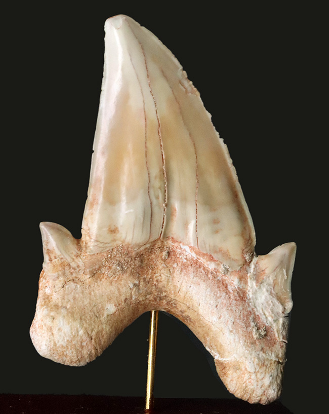 およそ5000万年前の海の王者、古代の肉食ザメ、ラムナ(Lamna)の歯化石。木製台座付き(その4)