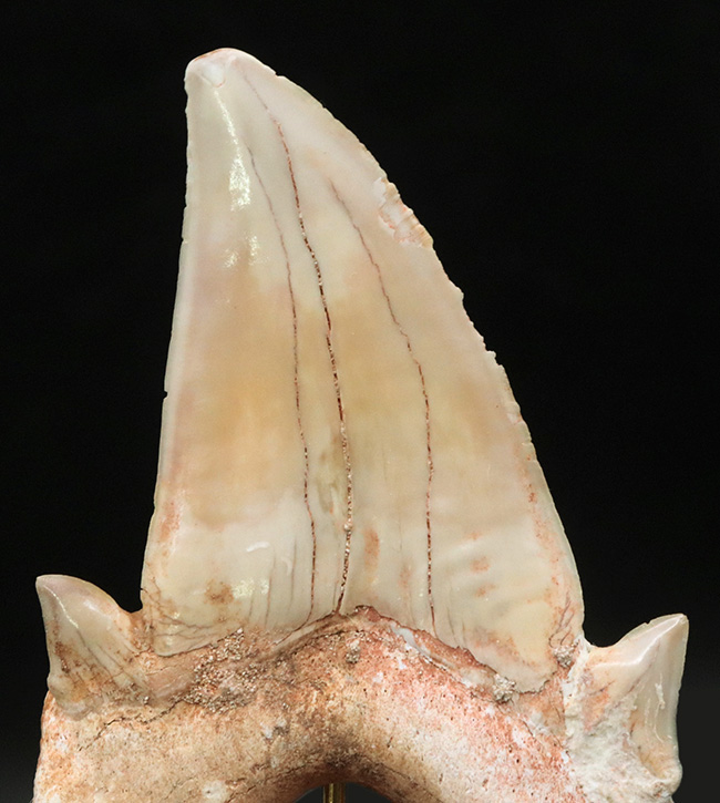およそ5000万年前の海の王者、古代の肉食ザメ、ラムナ(Lamna)の歯化石。木製台座付き(その5)