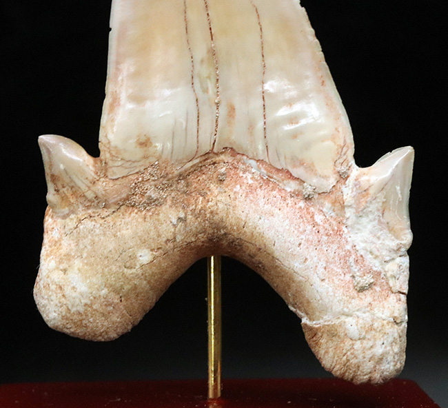 およそ5000万年前の海の王者、古代の肉食ザメ、ラムナ(Lamna)の歯化石。木製台座付き(その6)