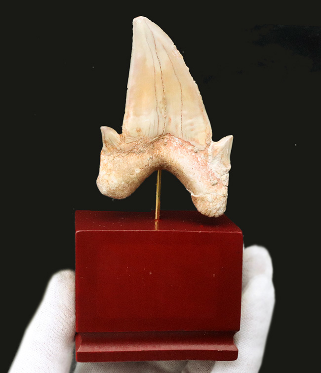 およそ5000万年前の海の王者、古代の肉食ザメ、ラムナ(Lamna)の歯化石。木製台座付き(その7)