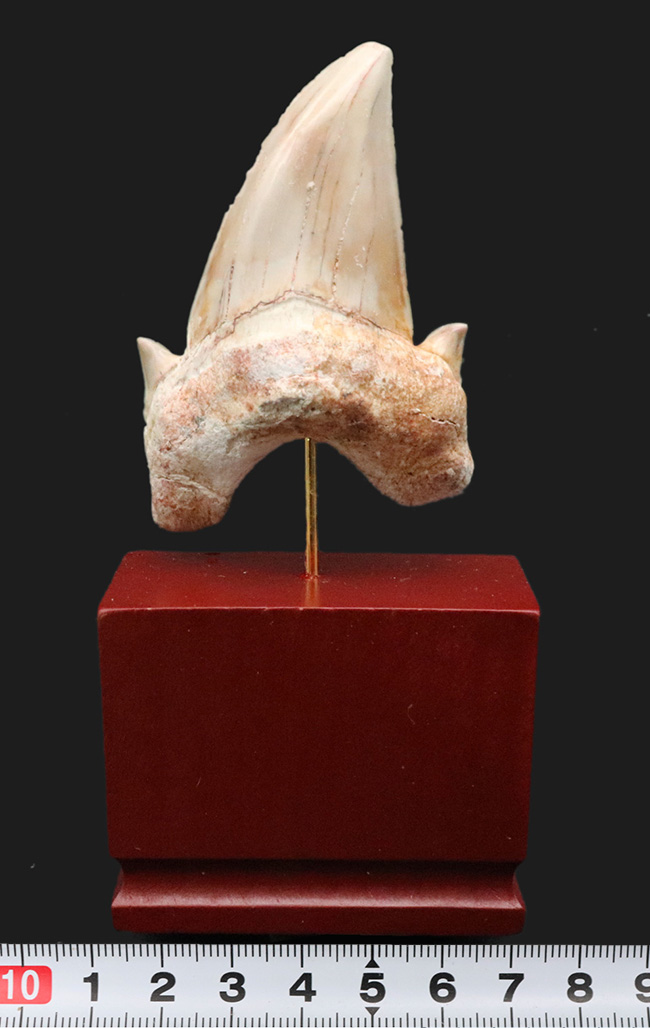 およそ５０００万年前の海の王者、古代の肉食ザメ、ラムナ（Lamna）の歯化石。木製台座付き（その8）
