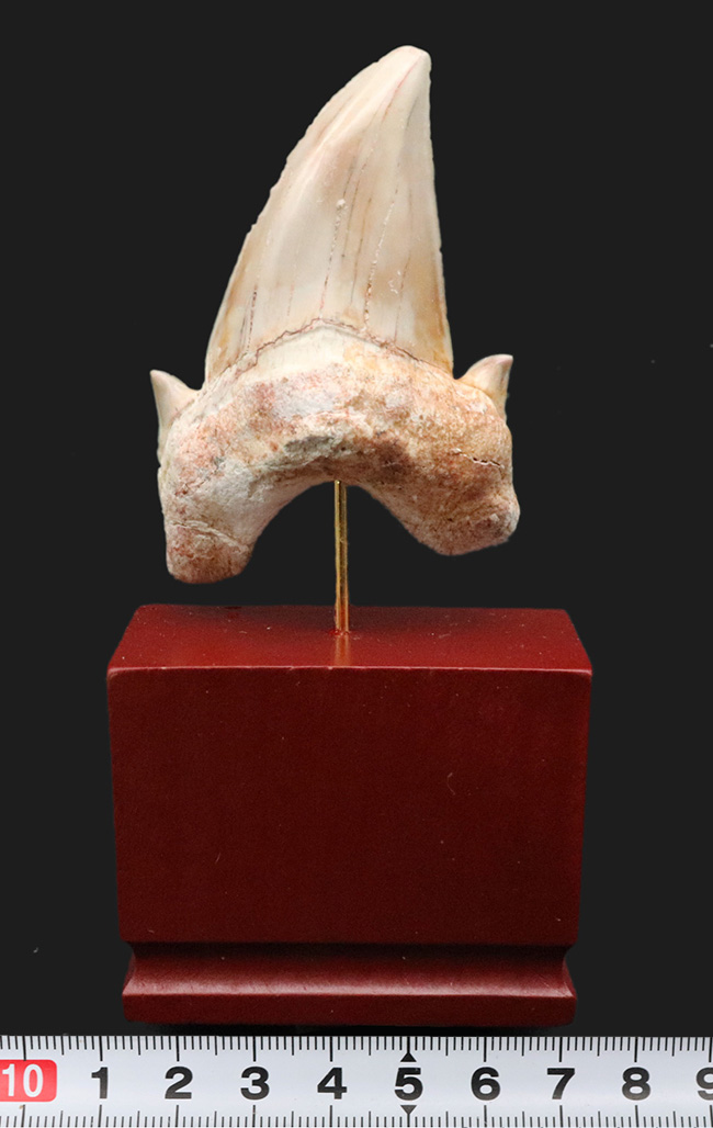 およそ5000万年前の海の王者、古代の肉食ザメ、ラムナ(Lamna)の歯化石。木製台座付き(その8)