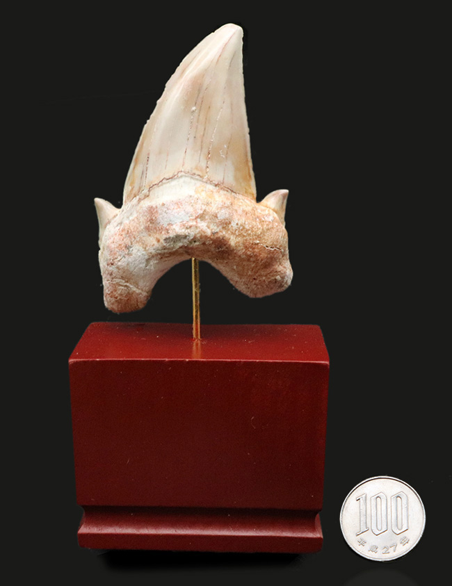 およそ５０００万年前の海の王者、古代の肉食ザメ、ラムナ（Lamna）の歯化石。木製台座付き（その9）