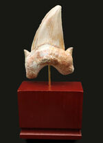 およそ５０００万年前の海の王者、古代の肉食ザメ、ラムナ（Lamna）の歯化石。木製台座付き