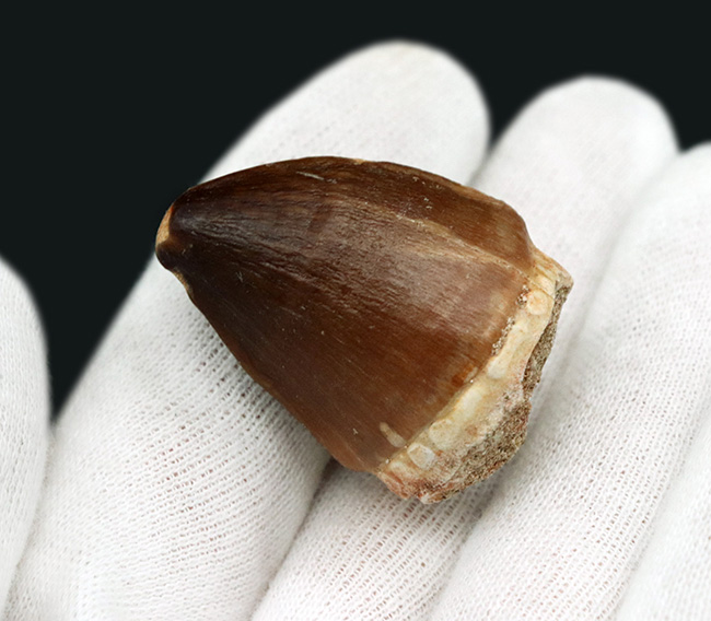 この頑丈な歯でいったい何を捕食していたのか!?特筆すべき分厚さを持ったモササウルス(Mosasaurus)の歯化石(その3)
