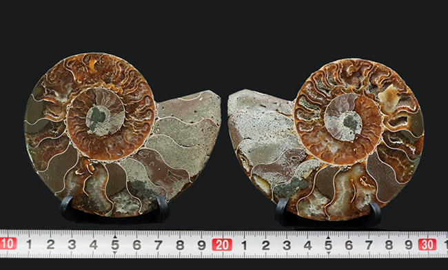 １０センチオーバーサイズ！マダガスカル産のアンモナイト、クレオニセラス（Cleoniceras）のハーフカット標本（その8）